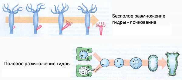 Код blacksprut bs2webes net